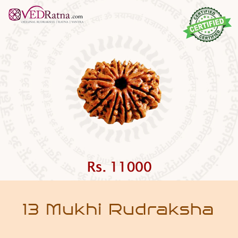 13 mukhi rudraksha
